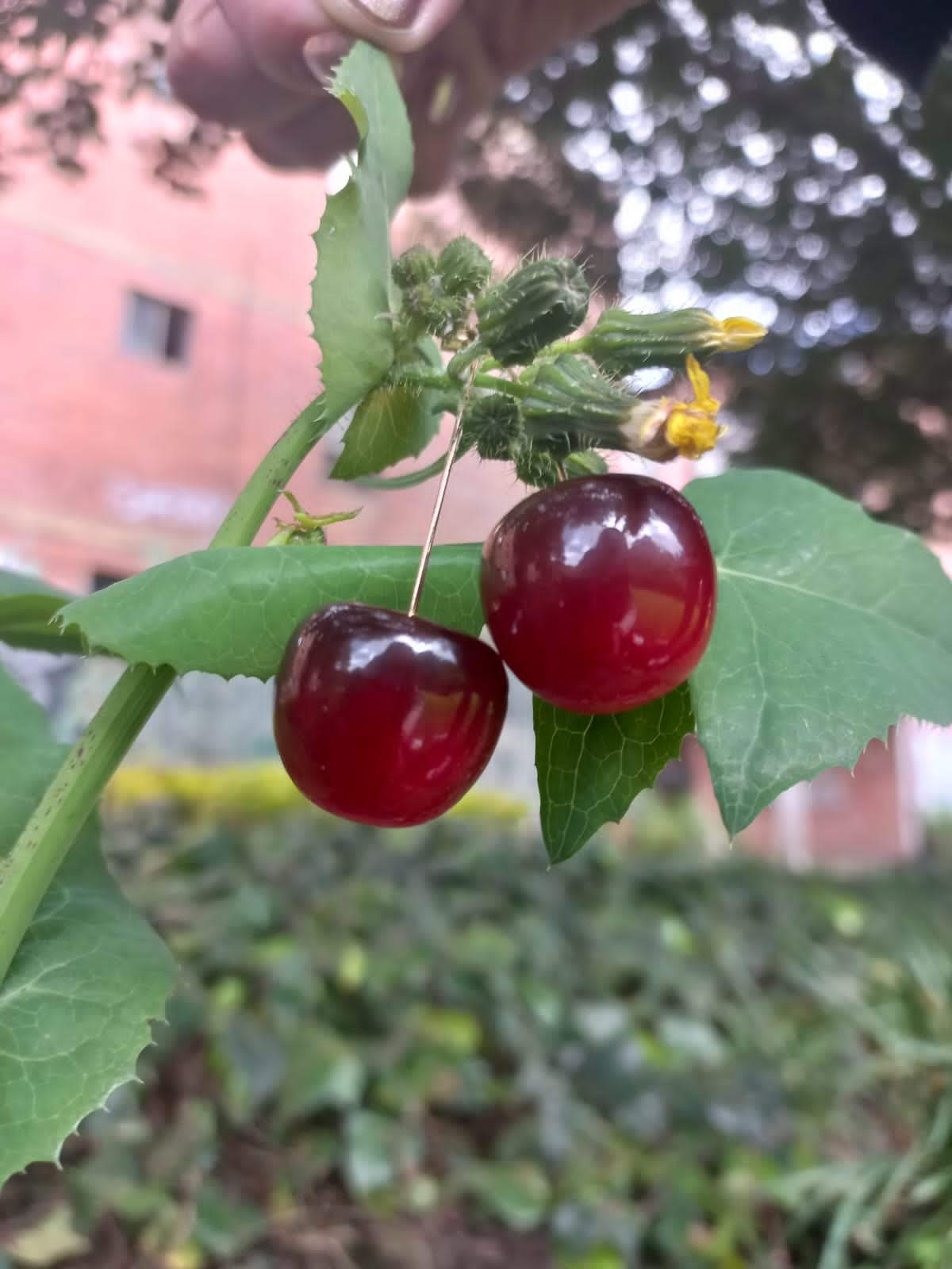 Aretes Gota de Cereza - Imagen 2